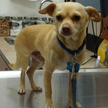 Banfield Pet Hospital - People in this place killed our little dog ultimately. - Veterinarians Near Me - Antioch, California