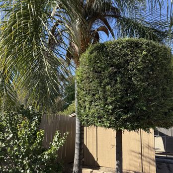 The Branch - Palm trees - Tree Services Near Me - San Marcos, California The Branch - Palm trees - Tree Services Near Me - San Marcos, California