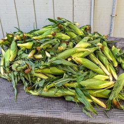 Pines Pantry - local Long Island Corn! Season starts in early July