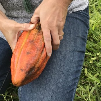 Lavaloha - Just picked off the tree, cut and split. - Chocolatiers & Shops Near Me - Hilo, Hawaii
