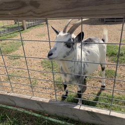 OK it's close to Halloween and I took a picture of a goat and hopefully it's not actually Satan in the flesh. .