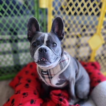 OC Pet Nurse - Miuccia Boarding - Dog Walkers Near Me OC Pet Nurse - Miuccia Boarding - Dog Walkers Near Me