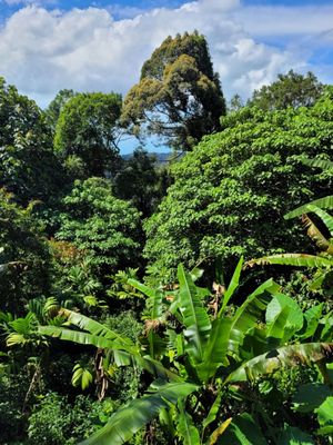 The Habitat Penang Hill by null