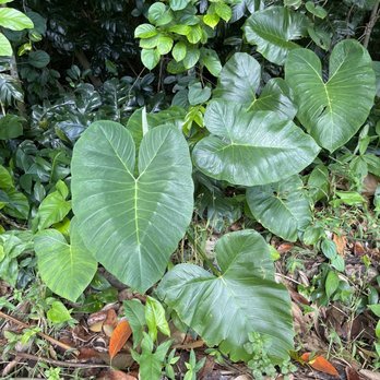 Jardin Botanico - Botanical Gardens Near Me - San Juan, Puerto Rico Jardin Botanico - Botanical Gardens Near Me - San Juan, Puerto Rico