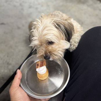 What a Dish Cafe & Catering - Pupcake - Caterers Near Me - Dana Point, California