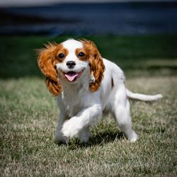 Villa Crest Puppies