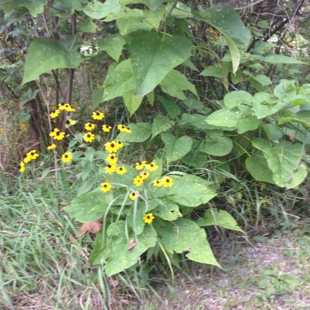 Tortuga Inn - great nature abounds - Hotels Near Me - Winamac, Indiana