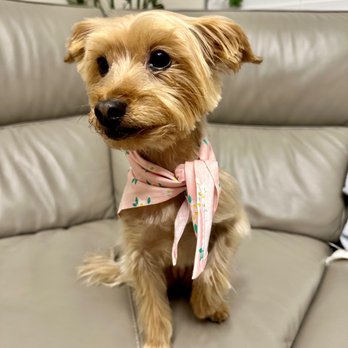 Puppily Ever After - Pet Groomers Near Me - Boca Raton, Florida Puppily Ever After - Pet Groomers Near Me - Boca Raton, Florida