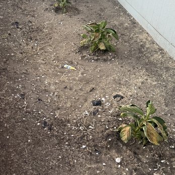 Manuel's Gardening - Dying plants - Gardeners Near Me Manuel's Gardening - Dying plants - Gardeners Near Me