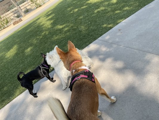 Reed Street Dog Park by null