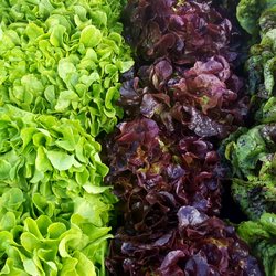 Semi Private Chef - Farmers Market Lettuces