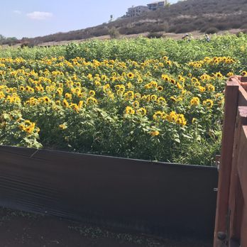 Rancho Bernardo Pumpkin Farm - Pumpkin Patches Near Me - San Diego, California Rancho Bernardo Pumpkin Farm - Pumpkin Patches Near Me - San Diego, California
