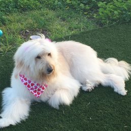 Lucy- our Goldendoodle