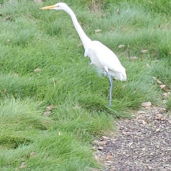 Rancho San Ramon Community Park - Egret walking right next to my parked car - Parks Near Me - San Ramon, California Rancho San Ramon Community Park - Egret walking right next to my parked car - Parks Near Me - San Ramon, California