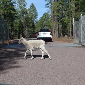 Bearizona - Zoos Near Me - Williams, Arizona