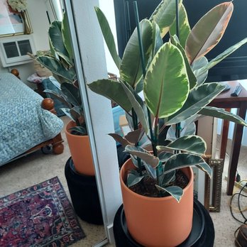 Planterday - Purchased a beautiful ficus and pot! - Nurseries & Gardening Near Me - Oakland, California Planterday - Purchased a beautiful ficus and pot! - Nurseries & Gardening Near Me - Oakland, California