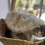 The Cat Cafe