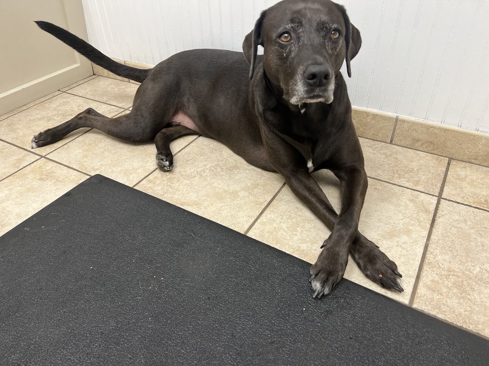 Jonesville Animal Hospital Image