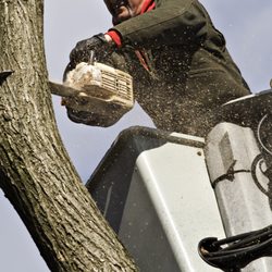 Owen's Tree Expert