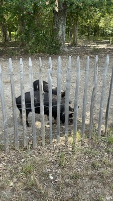 Château Pontet-Canet by null