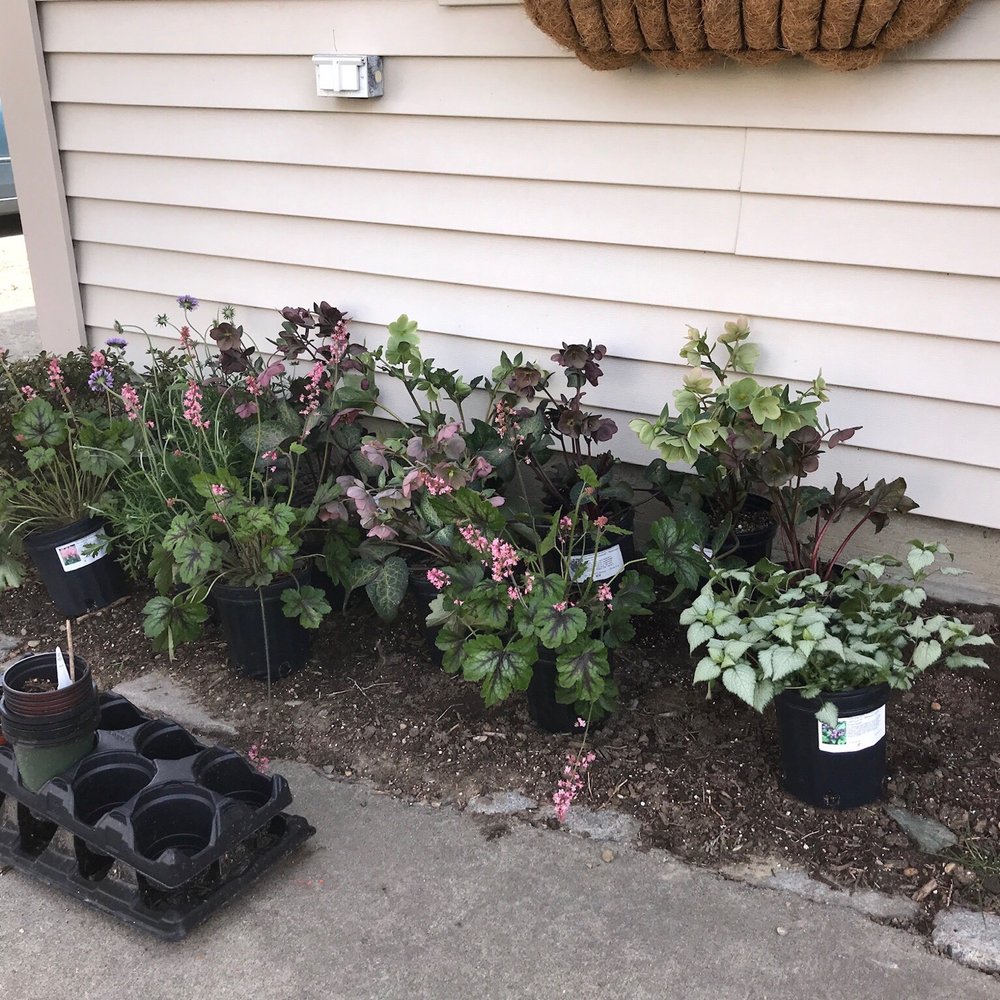 Lamium, hellebores, heuchera