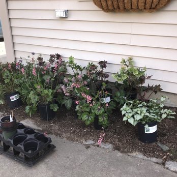 Central Nurseries - Lamium, hellebores, heuchera - Nurseries & Gardening Near Me - Johnston, Rhode Island