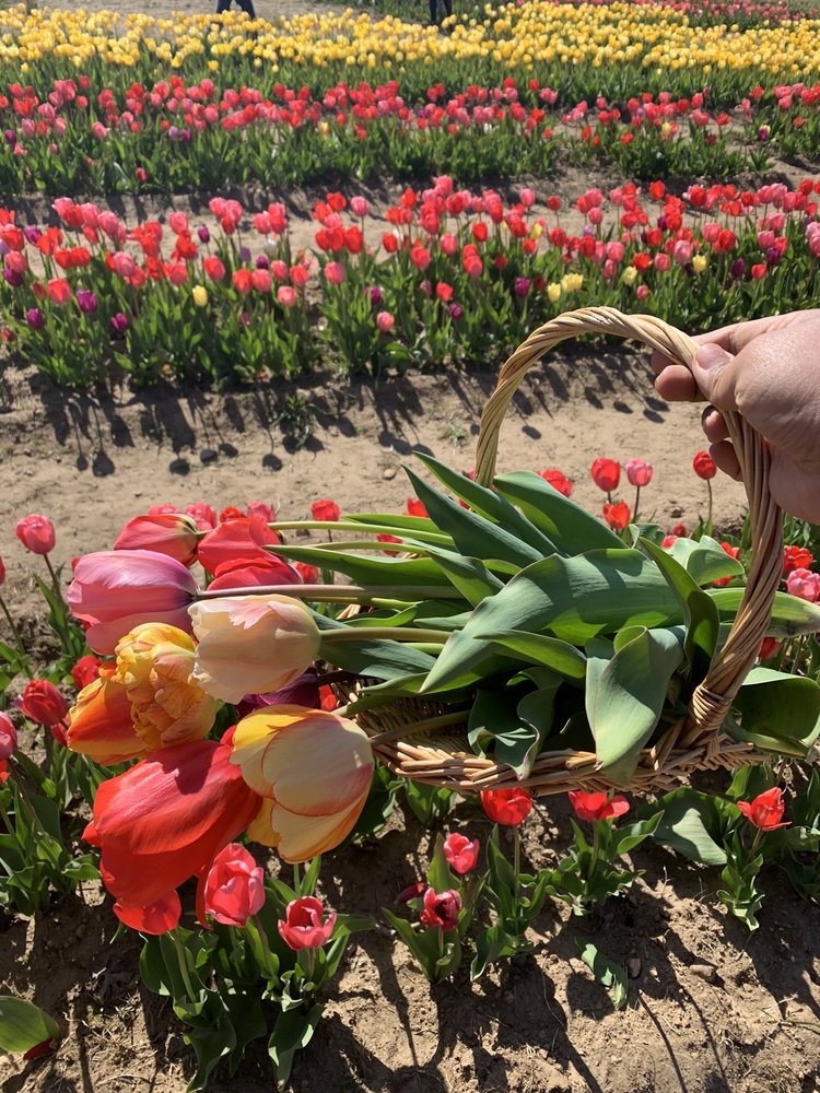 WICKED TULIPS FLOWER FARM 286 Photos & 50 Reviews 400 Hog House