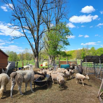 Clover Brooke Farm - Attraction Farms Near Me - Hyde Park, New York Clover Brooke Farm - Attraction Farms Near Me - Hyde Park, New York
