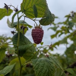 A lovely berry