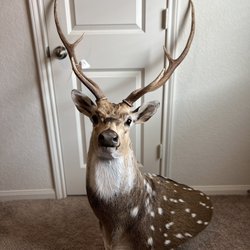 Axis mount