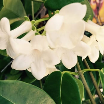 Miami Shores Landscape - Our goal is to bring life to your garden - Landscaping Near Me Miami Shores Landscape - Our goal is to bring life to your garden - Landscaping Near Me