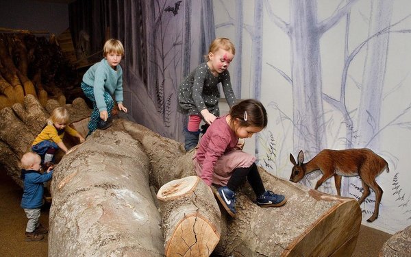 Naturhistorisches Museum Bern by null