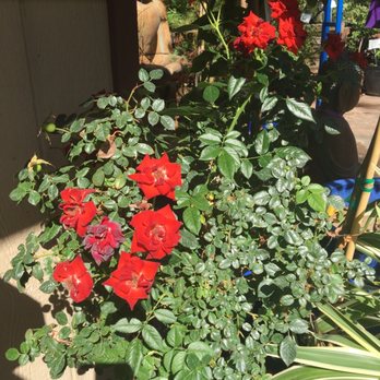 Sun Valley Nursery - Beautiful flowers - Nurseries & Gardening Near Me - Scottsdale, Arizona Sun Valley Nursery - Beautiful flowers - Nurseries & Gardening Near Me - Scottsdale, Arizona