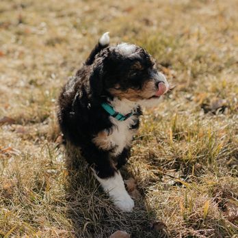 C2C Bernedoodles - Pet Breeders Near Me C2C Bernedoodles - Pet Breeders Near Me