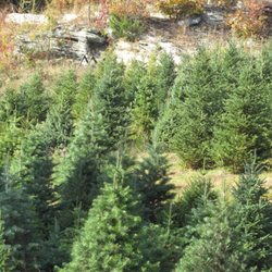 Cedar Ledge Tree Farm - We have great Christmas Trees