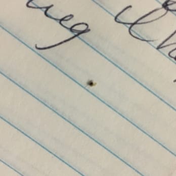 San Jacinto Inn - Bad bed bug. I hit it with my pen to get it on photo. - Hotels Near Me - San Jacinto, California San Jacinto Inn - Bad bed bug. I hit it with my pen to get it on photo. - Hotels Near Me - San Jacinto, California