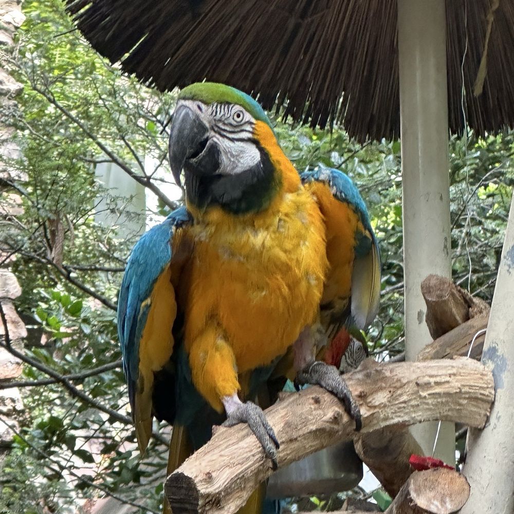 Parrot Mountain & Gardens - Parrot - Parks Near Me - Pigeon Forge, Tennessee Parrot Mountain & Gardens - Parrot - Parks Near Me - Pigeon Forge, Tennessee