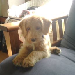 baby koby