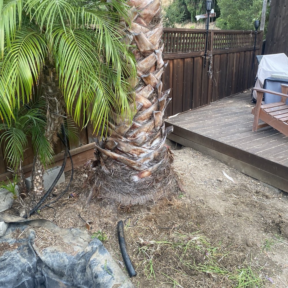 Bay Area Tree Pro - Tree Services Near Me Bay Area Tree Pro - Tree Services Near Me
