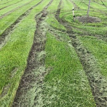 Sebert Landscaping - This is the 'finished' product of a $533 mowing job. - Landscaping Near Me - Bartlett, Illinois