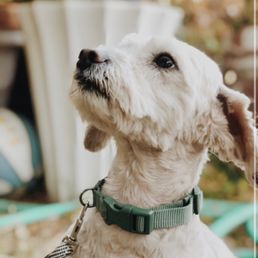 Groom Dog Care With Love: Transform Your Pet's Life