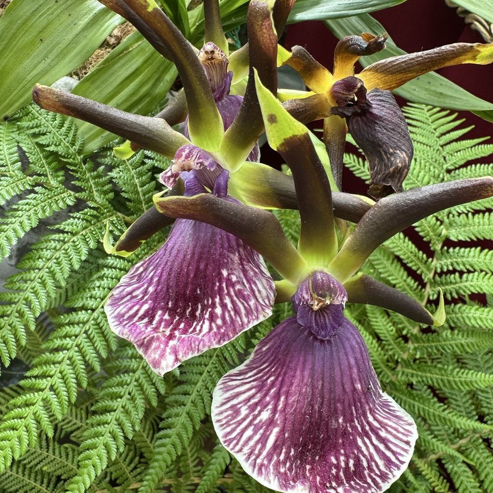 San Diego Botanic Garden - Botanical Gardens Near Me - Encinitas, California