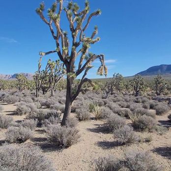 Arizona's Joshua Tree Forest - Parks Near Me