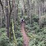 Photo of Frog Holler Forest