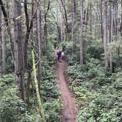 Frog Holler Forest
