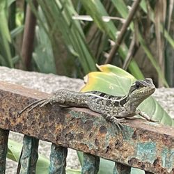 Zoologico De Vallarta - Local lizard