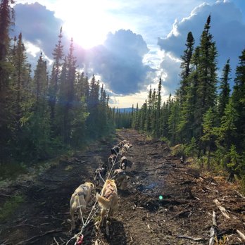 Black Spruce Dog Sledding - Sledding Near Me - Fairbanks, Alaska