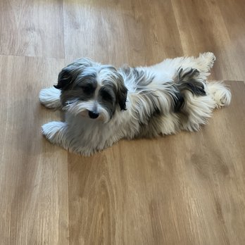 Pet Supplies Plus Pahrump - Before haircut - Pet Stores Near Me - Pahrump, Nevada