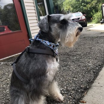 plush puppy pet salon