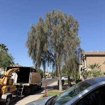 Lightning Tree Services - Before tree trim - Tree Services Near Me - Avondale, Arizona Lightning Tree Services - Before tree trim - Tree Services Near Me - Avondale, Arizona